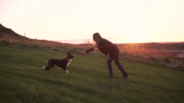 元気フィールドで犬と遊んで幸せな若い女性。犬と少女、愛すると夕暮れ時の外の家族のペットの世話の所有者間の友情 — ストック動画
