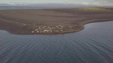 Hava. Mühürler sahilde dinleniyor. Okyanusta kapatın. İzlanda
