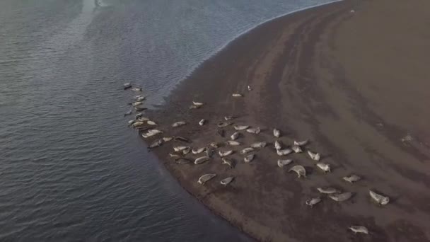 空中。在海滩上休息的海豹。封在海里。冰岛 — 图库视频影像