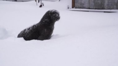 Güzel komik gri kedi atlama ve yumuşak beyaz kar yakalamak uzun kürk ile.