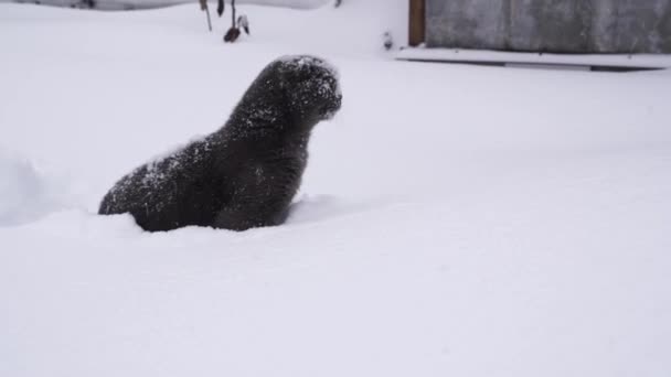 Mooie grappige grijze kat met lange vacht, springen en vangen van zachte witte sneeuw. — Stockvideo