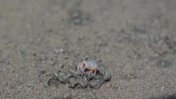 Een ghost krab graven holes het zand op het witte zand strand — Stockvideo