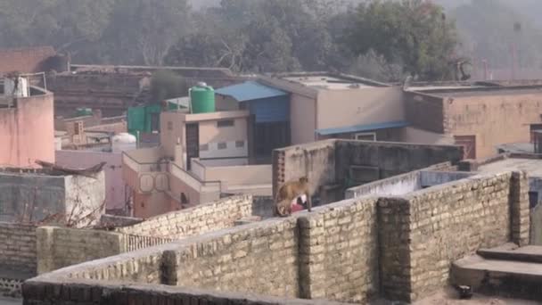 Monos en el fondo de la ciudad. La vista desde la colina — Vídeos de Stock