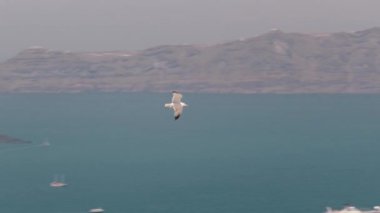 Martı güzel bir grup Tayland her yıl soğuk hava kaçmak. Sahne yavaş çekim su ile doğada almak