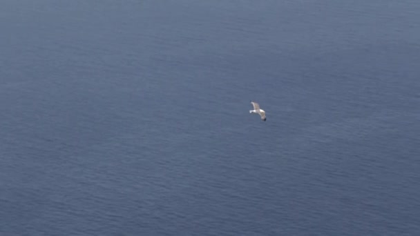 Vacker grupp av Seagull flyr kallt väder till Thailand varje år. Scen slow-motion ta i naturen med vatten — Stockvideo