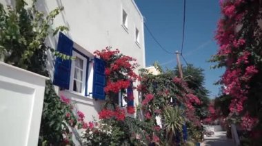 Geleneksel Beyaz Saray mavi panjurlar ile bir teras üzerinde Ios Island, Yunanistan ile mor pembe çiçek funda oynamak Rüzgar.
