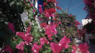 Geleneksel Beyaz Saray mavi panjurlar ile bir teras üzerinde Ios Island, Yunanistan ile mor pembe çiçek funda oynamak Rüzgar.