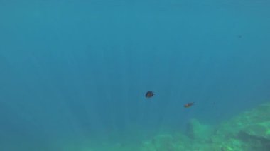 Tatlı su balıkları su altında yüzer. Yandan bakarak.