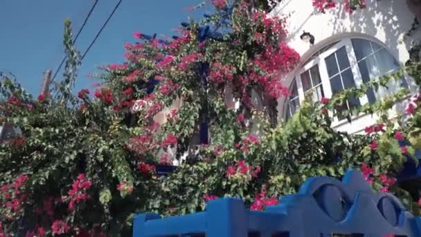 Szél játszik a lila rózsaszín virág cserje a hagyományos fehér ház kék zsalugáterek teraszon, Ios sziget, Görögország. — Stock videók