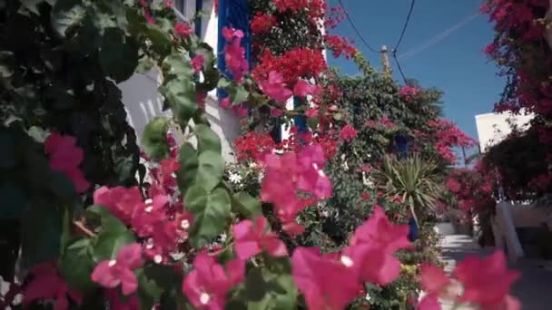 Wind playing with purple pink flower shrub on a terrace of traditional white house with blue window shutters on Ios island, Greece. — Stock Video