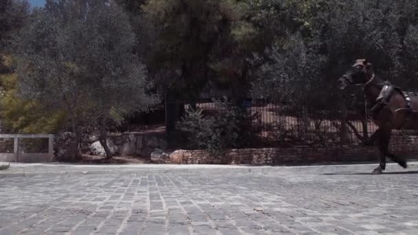 CHANIA, GREECE, August 19 2018: Horse in carriage with tourist, Crete, Greece. — Stock Video