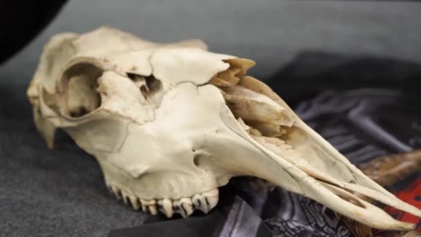 Kravská lebka namontovaná na místě strašidelné farmy — Stock video