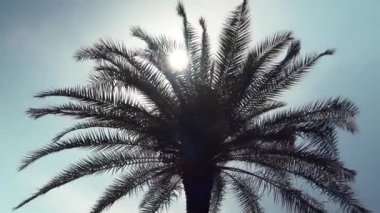 Gün batımı sahnesinde palmiye ağacı. Palmiye ağacı derin mavi gökyüzü arka plan üzerinde siluet bırakır. Sahilde gün batımı gökyüzünde güzel güneş ışığı. Lüks tropikal tatil.