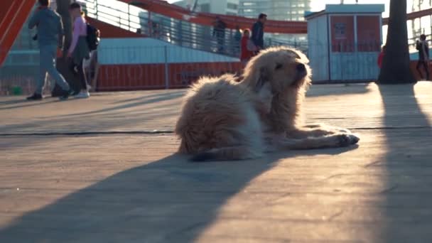 Sokakta oturan evsiz köpek — Stok video