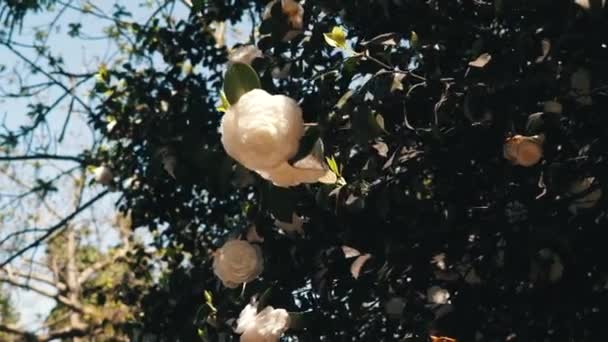 여성의 손을 부드럽게 하얀 꽃을 만지는 클로즈업. 부드러운 손의 순수한 자연의 아름다움 — 비디오