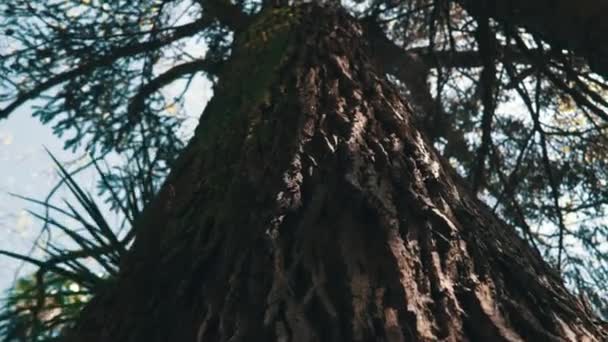 Tittar upp i skogen, POV genom trädtoppar, solen skiner genom lövverk — Stockvideo