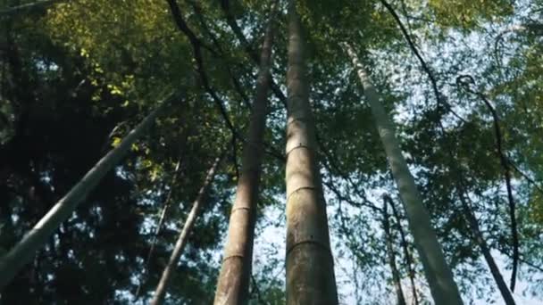 Це зображення бамбукового лісу. Це вид з низького кута вітряного бамбукового лісу, чисте небо — стокове відео