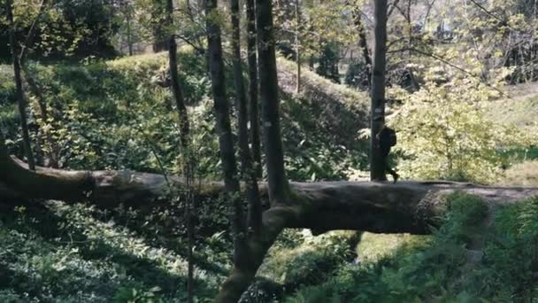 Turista cruza el río de montaña a lo largo de un árbol caído. Viajero con gran mochila y palo caminando a través del puente en el bosque. Aventuras y turismo extremo . — Vídeos de Stock