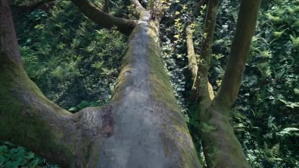 Turista cruza el río de montaña a lo largo de un árbol caído. vista en primera persona. Aventuras y turismo extremo . — Vídeos de Stock