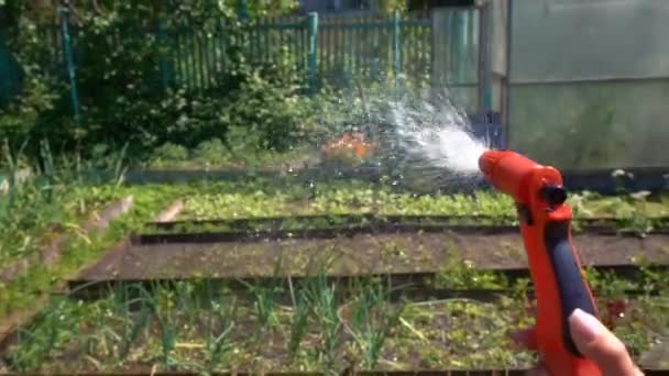 Маны держат водяной разбрызгиватель во время садоводства, вода брызгает из разбрызгивателя на траву — стоковое видео