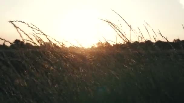 Close up of yellow barley plants in a wheat field at sunset — Stock Video