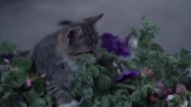 Çiçekler içinde oynarken gri yavru kedi