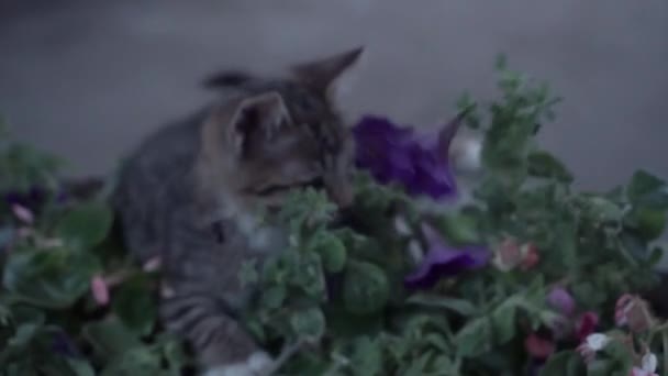 Graues Kätzchen spielt in den Blumen — Stockvideo