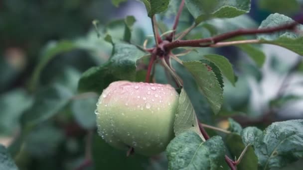 Świeże jabłka ekologiczne wiszące na oddział jabłoń w ogrodzie z krople deszczu, pada deszcz, podlewanie ogrodu. Zielone jabłko zbliżenie. Organicznych owoców rośnie w sadzie, zbliżenie. — Wideo stockowe
