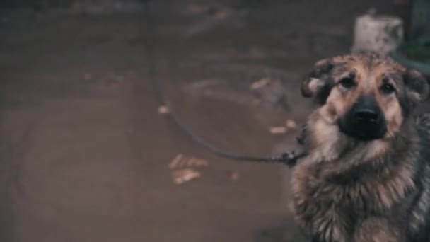 Deprimido y torturado, perro encadenado bajo la lluvia — Vídeos de Stock