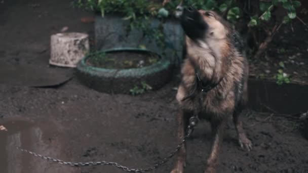 Deprimido e torturado, acorrentado cão na chuva — Vídeo de Stock