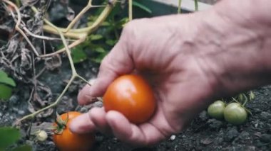 Bir kadın çiftçi domates hasadı. Yaz aylarında taze domates toplayan kadınlar elleri.