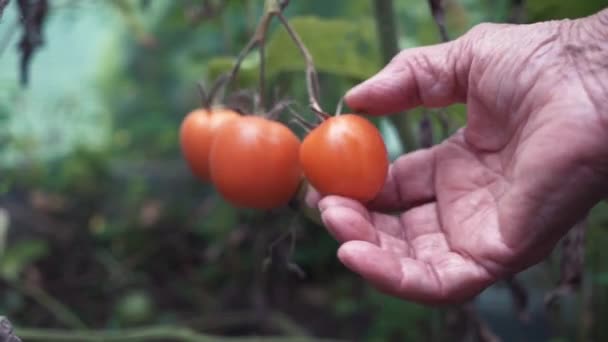 Una agricultora está cosechando tomates. Mujeres manos recogiendo tomates frescos en verano . — Vídeos de Stock