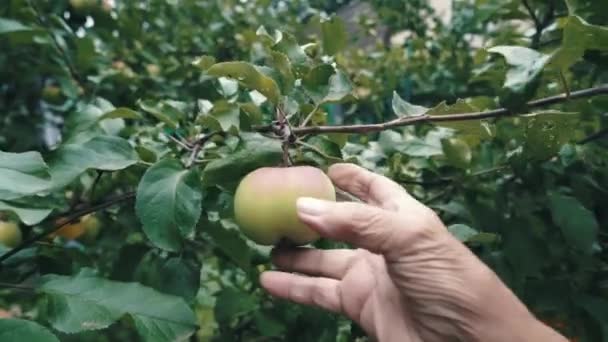 Старі жінки вибирає яблуко з Яблуневого дерева — стокове відео