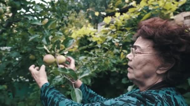 Staré ženy si vyzvednou jablko z jablečného stromu — Stock video