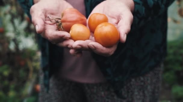 Las viejas manos de las mujeres se cierran sostienen en las palmas de los tomates maduros, mostrarlos a la cámara — Vídeos de Stock