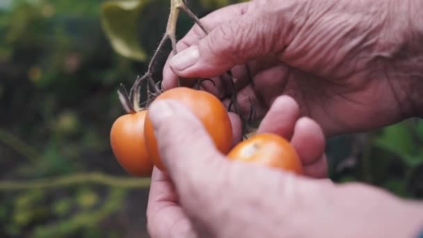 En kvinna bonde är skörd tomater. Womans händer plocka färska tomater på sommaren. — Stockvideo