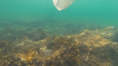 Plastik kirliliği - yosun ile deniz tabanı üzerinde sürüklenen atılmış bir plastik torba. Sualtı çekimi, Karadeniz