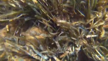 Plastik kirliliği - yosun ile deniz tabanı üzerinde sürüklenen atılmış bir plastik torba. Sualtı çekimi, Karadeniz