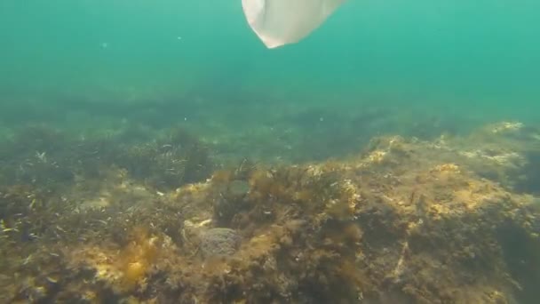 Contaminación plástica: una bolsa de plástico desechada a la deriva sobre el fondo marino con algas. Submarino, Mar Negro — Vídeos de Stock