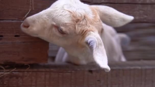 Egy csoport a juh-és bárányokat kap legelt friss zöld rét vagy mező. — Stock videók