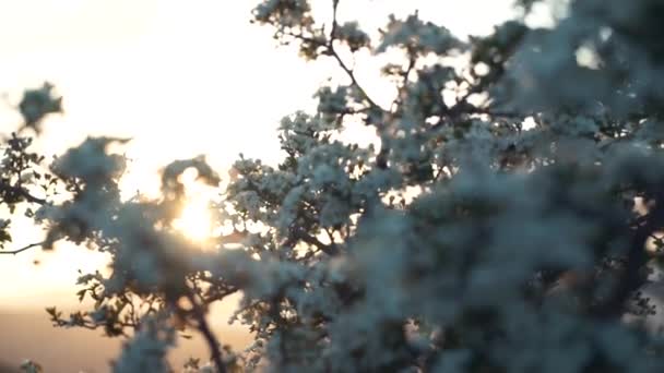 Arbre en fleurs au coucher du soleil. Fleurs blanches sur une branche dans le parc du printemps 