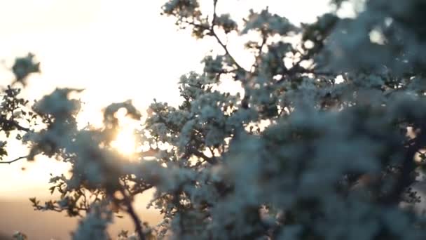 Bloeiende boom bij zonsondergang. Witte bloemen op een tak in het voorjaarspark — Stockvideo