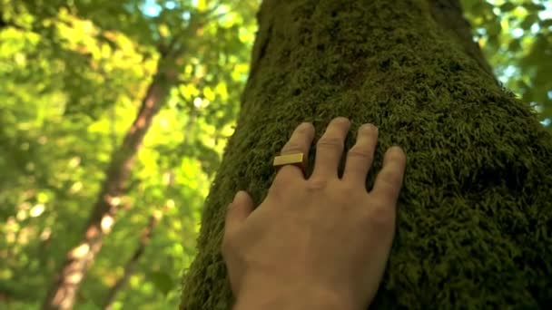 O padrão e a textura do musgo verde da floresta são tão densos quanto um tapete orgânico. Mans mão toca uma pilha de pelúcia macia. Auto-massagem das palmas das mãos. Desenvolvimento da sensibilidade e do amor pelas plantas da natureza — Vídeo de Stock