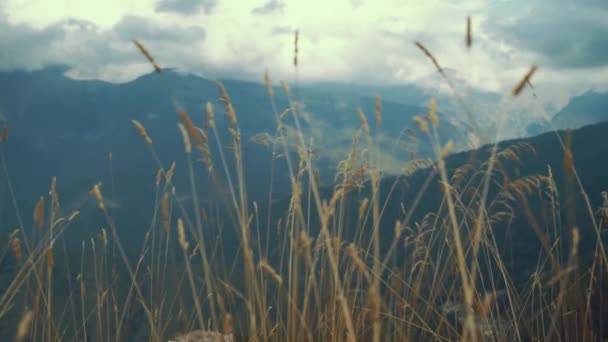 Lindas orelhas de grama contra o fundo de montanhas e nuvens — Vídeo de Stock
