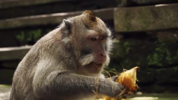 Portrait of a long tailed Balinese monkey sitting on a ground and eating fresh corn in a natural park. — Stock Video