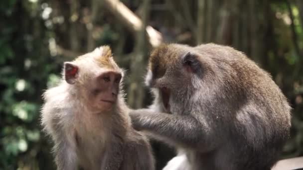 Twee volwassen langstaartapen inspecteren op insecten. Een teek en verzorging vinden. Bali. — Stockvideo