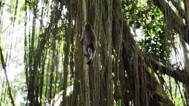 Apan klättrar på lianer. Heliga apskogen nära Ubud. Närbild. Bali Indonesien. — Stockvideo