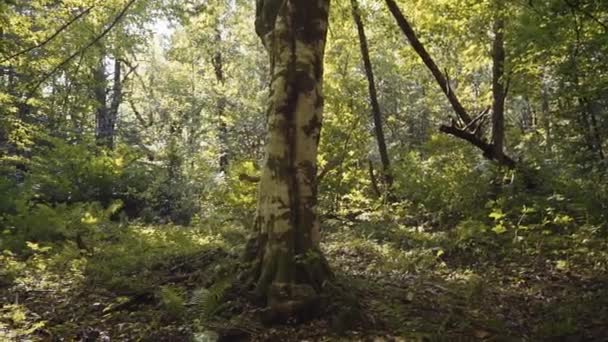 Mans mãos abraçar e acariciar a casca de uma árvore grande. A unidade da natureza, cuidar das florestas, dos recursos naturais, do meio ambiente. Mãos de adulto caucasiano ativista ambiental masculino — Vídeo de Stock