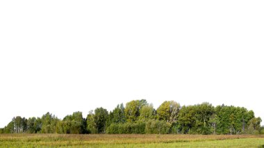 Beyaz üzerinde ıssız orman çizgisi