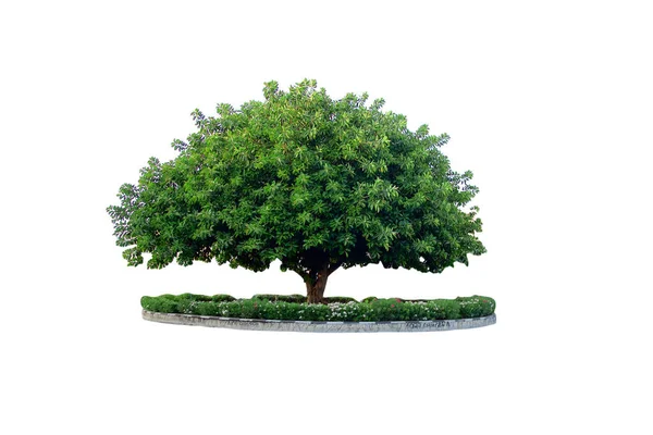 Zelený Strom Izolovaný Bílém — Stock fotografie